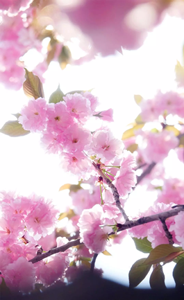 1586768120657194.png 櫻花_副本.png