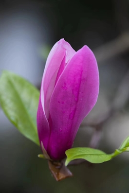 1586768208149687.jpg 玉蘭1_副本.jpg