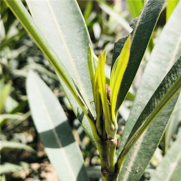 1587003796394432.png 圖片4_副本.png