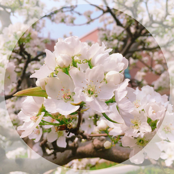 1587470227461263.png 圖片1_副本.png