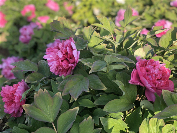 1587472120313974.png 圖片4_副本.png