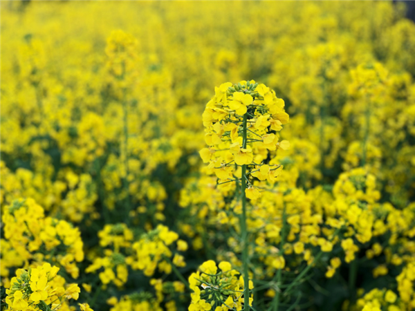 1587480383747873.png 圖片 3_副本.png