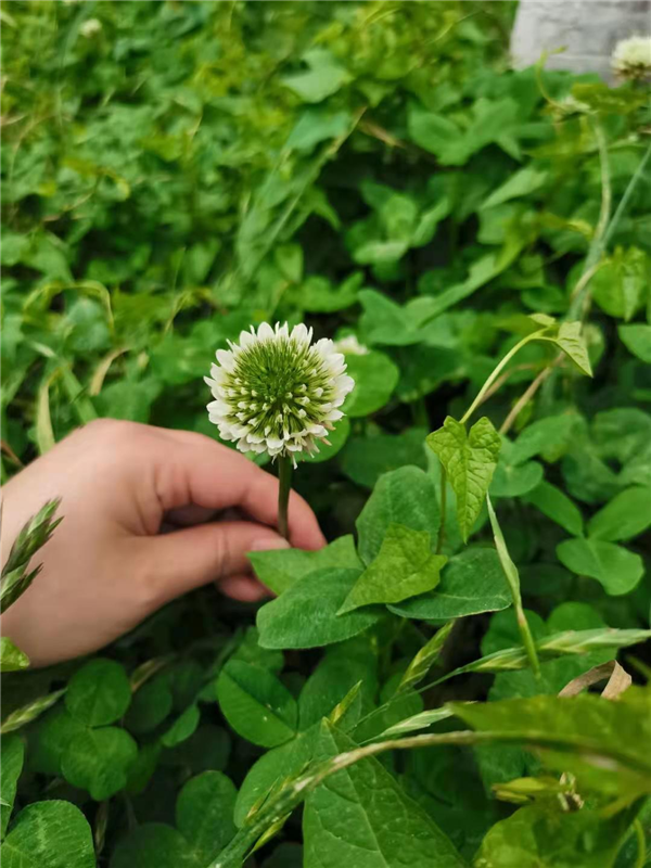 1618571569561857.png 圖片4_副本.png