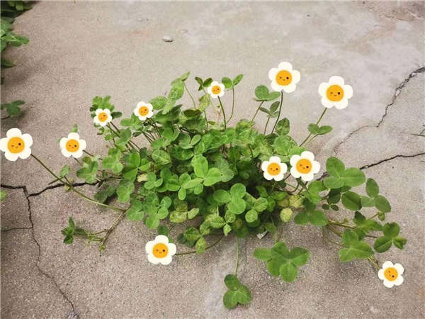 1618571601453218.png 圖片6_副本.png